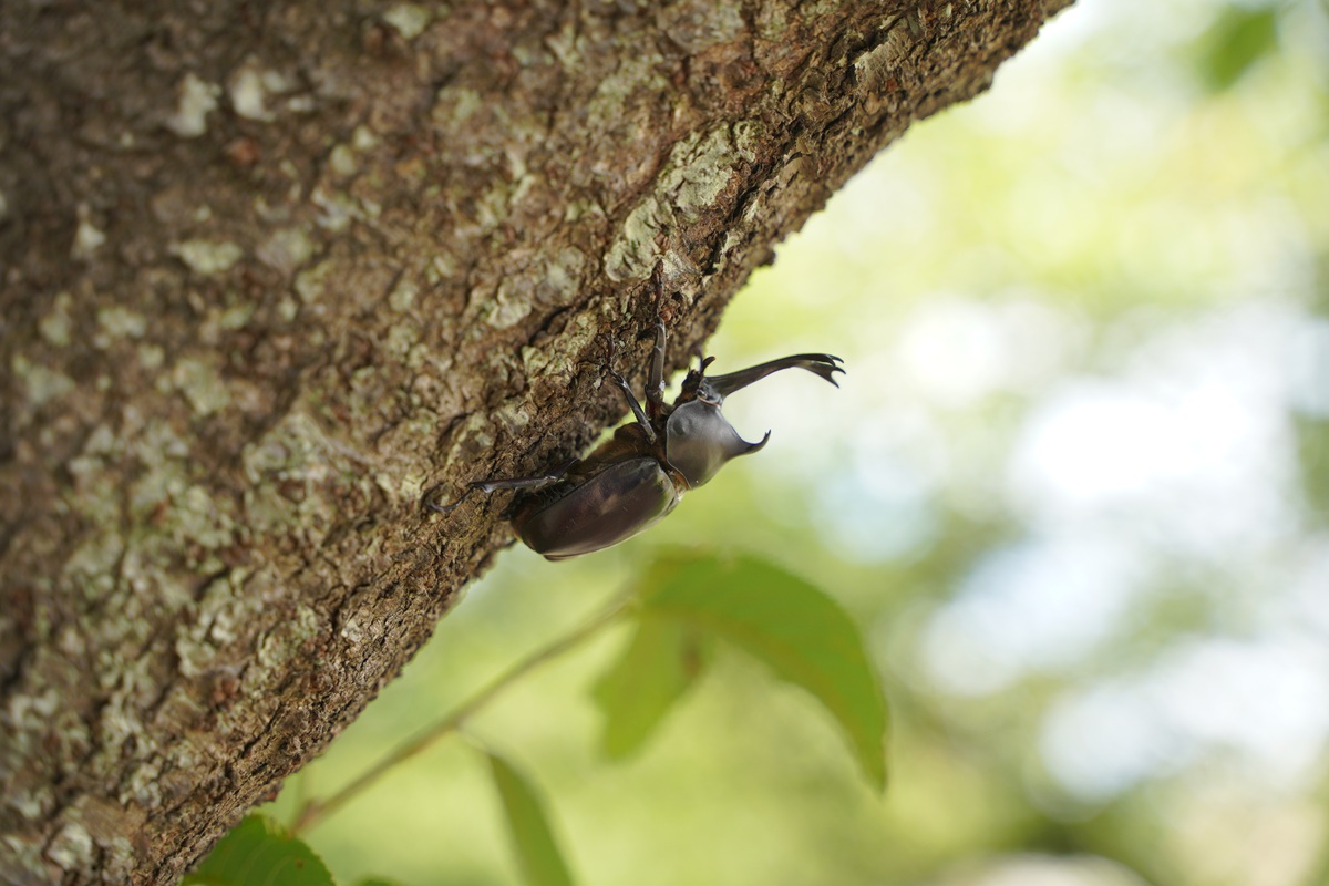 2025/7/27 七里ガ浜プロムナード清掃＆虫捕り大会